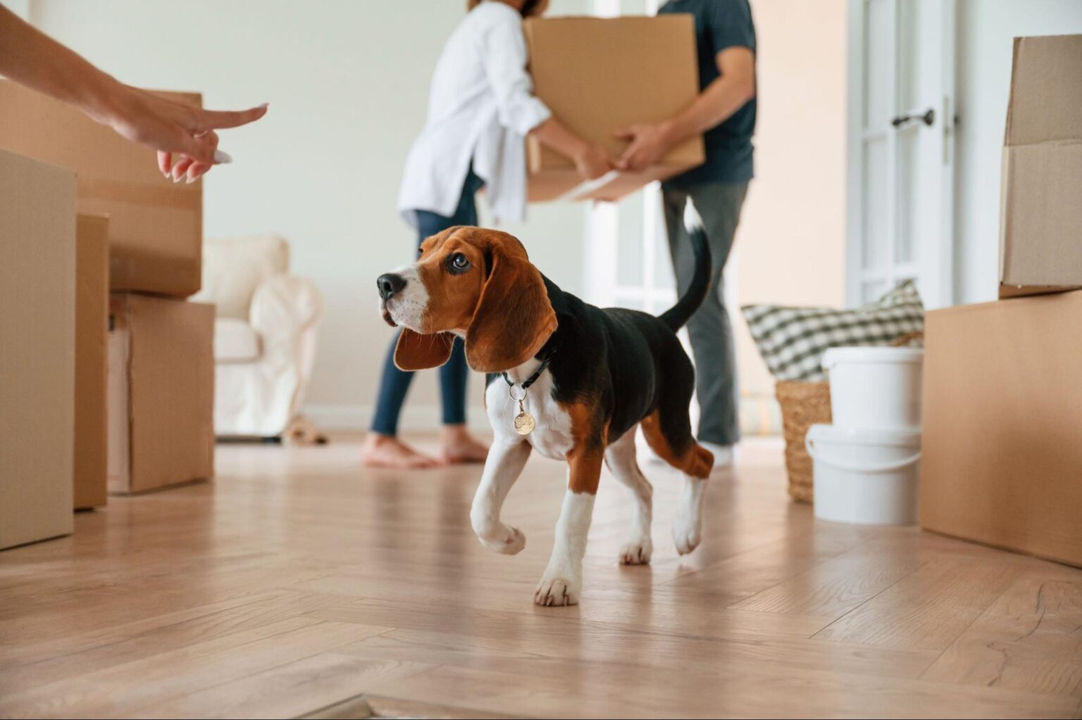 Image showcasing How to Move With Pets | Stress-Free Pet Relocation Tips