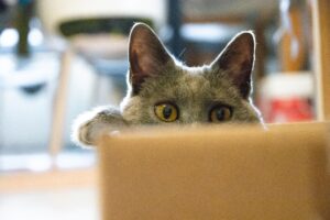 Moving With Pets How To Keep Your Furry Friends Safe and Calm